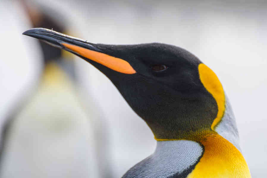 Pingüino Rey - islas Georgias del Sur 040.jpg